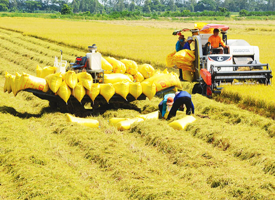 Việt Nam có thể bảo đảm vấn đề an ninh lương thực